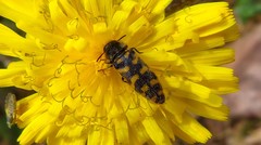 Acmaeodera quadrifasciata prunneri
