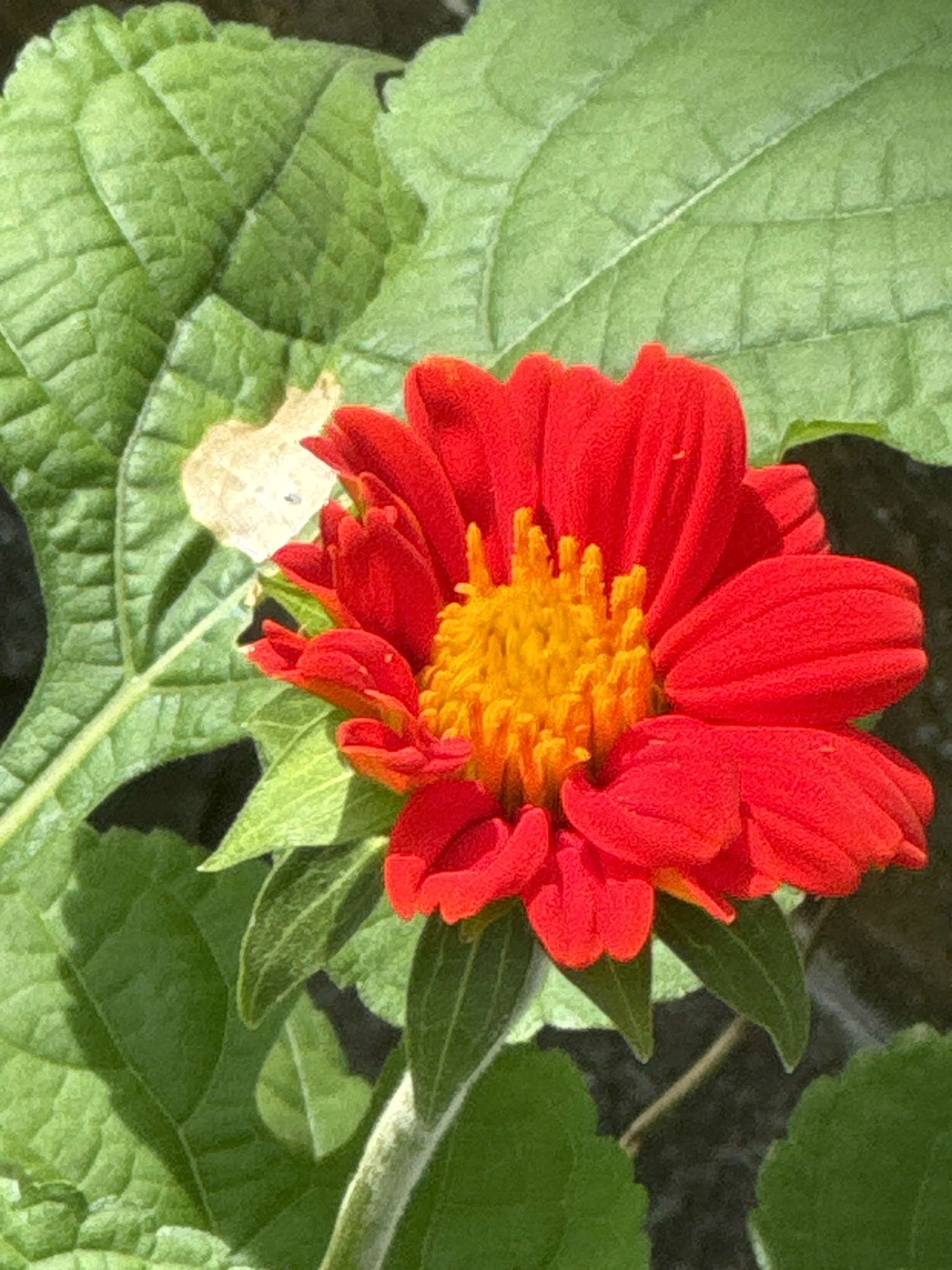 Tithonia rotundifolia — ảnh 2