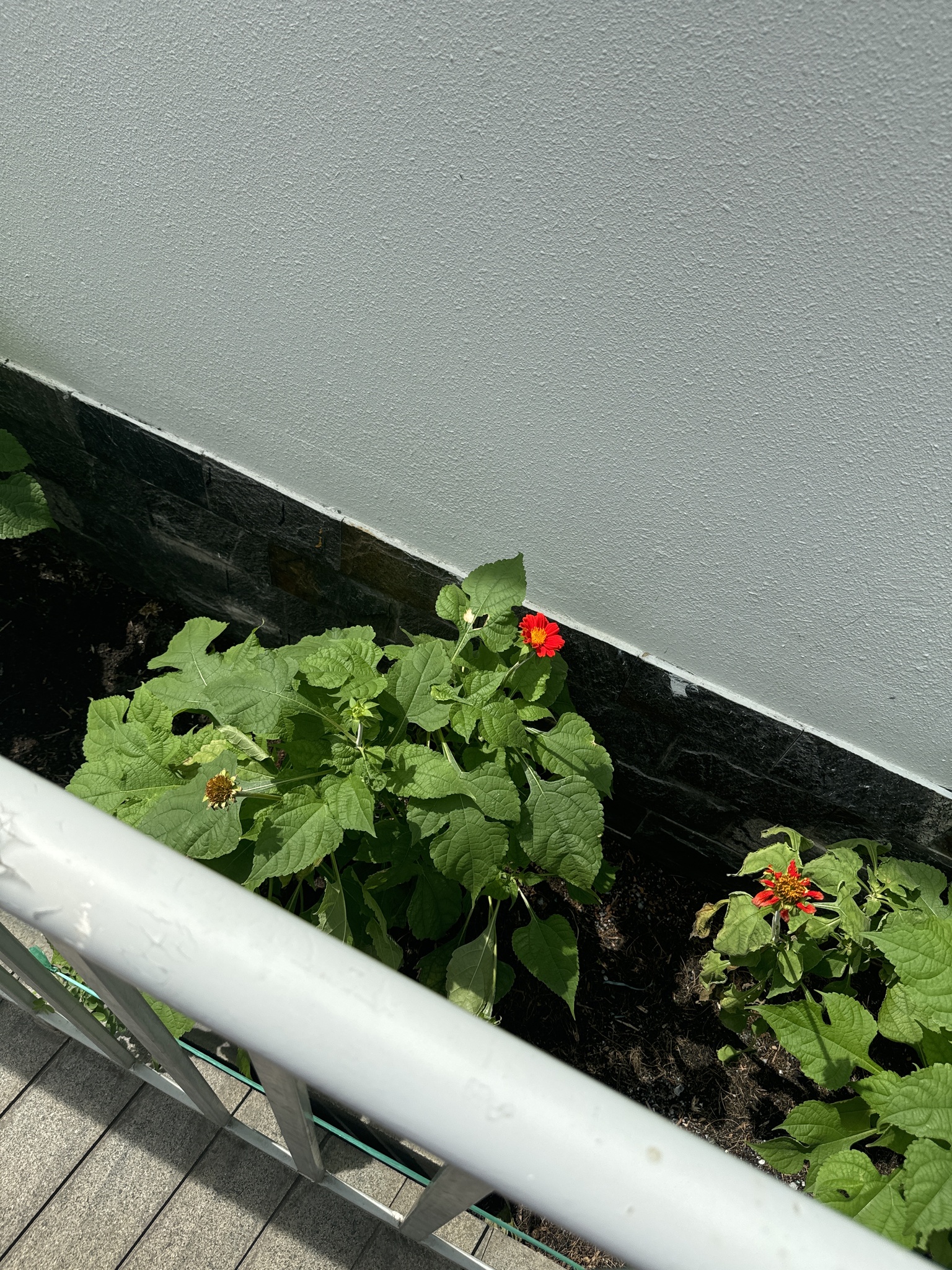 Tithonia rotundifolia — ảnh 3