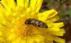 Acmaeodera quadrifasciata prunneri