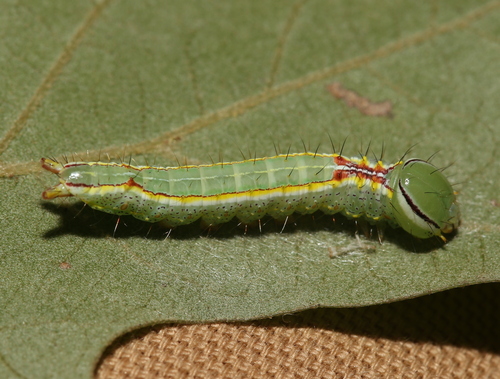 Variable Oakleaf Caterpillar Moth photo 5