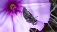 Acmaeodera cylindrica
