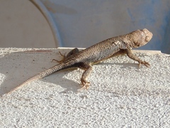 Sceloporus nelsoni