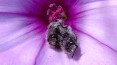 Acmaeodera cylindrica