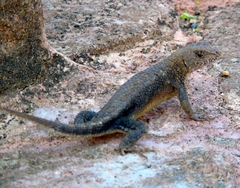 Sceloporus nelsoni