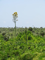 Agave caymanensis