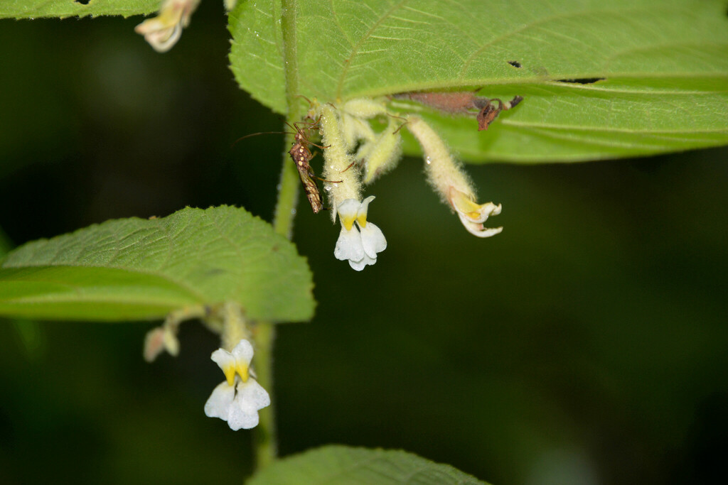Helicteres viscida (Helicteres viscida)