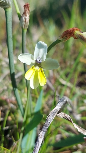 Sparaxis parviflora
