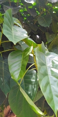 Ficus religiosa