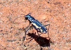 Cicindela hydrophoba