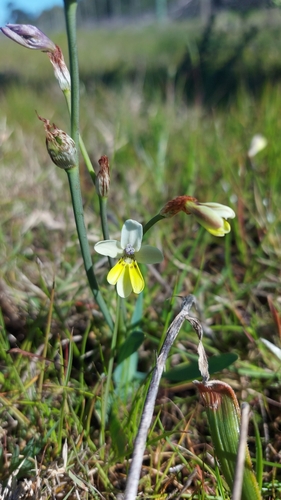 Sparaxis parviflora