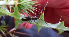 Agapanthia suturalis