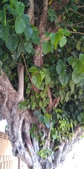 Ficus religiosa