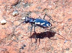Cicindela hydrophoba