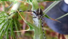 Agapanthia suturalis