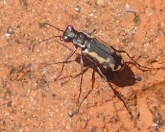Cicindela hydrophoba