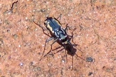 Cicindela hydrophoba