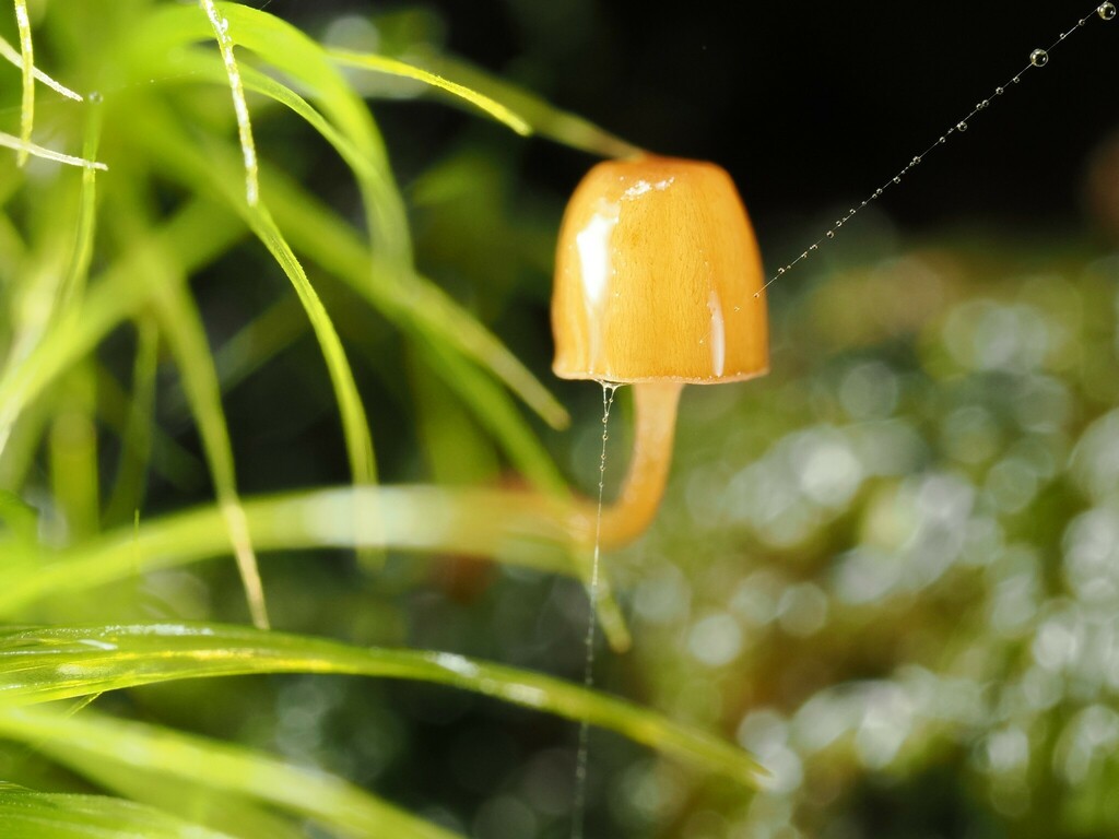 瘦臍菇 (Rickenella fibula)