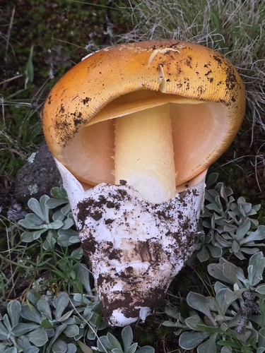 Cochise's American Caesar (Amanita sp. 'cochiseana')