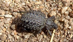 Brachycerus barbarus