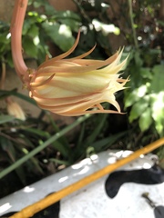 Epiphyllum
