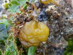 Leathesia marina