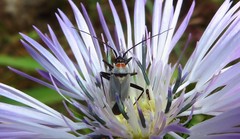 Calocoris nemoralis