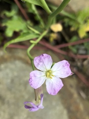 Raphanus sativus raphanistroides