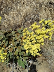 Fagopyrum esculentum
