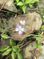 Raphanus sativus raphanistroides