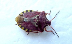 Codophila varia