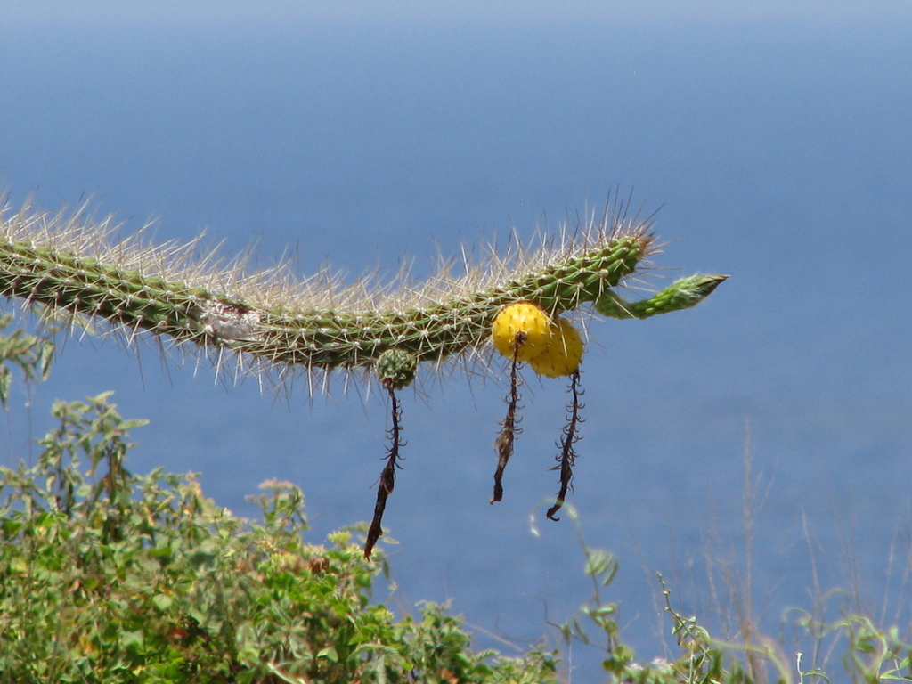 Harrisia caymanensis