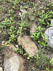 Raphanus sativus raphanistroides