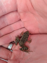 Lithobates areolatus