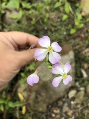 Raphanus sativus raphanistroides