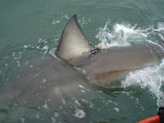 Carcharodon carcharias