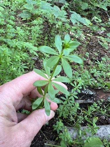 Image of Galium spurium by (c) Алёна Осипова, some rights reserved (CC BY)