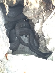 Nerodia sipedon insularum