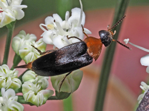Gelsvapilvis Dygliavabalis nuotrauka