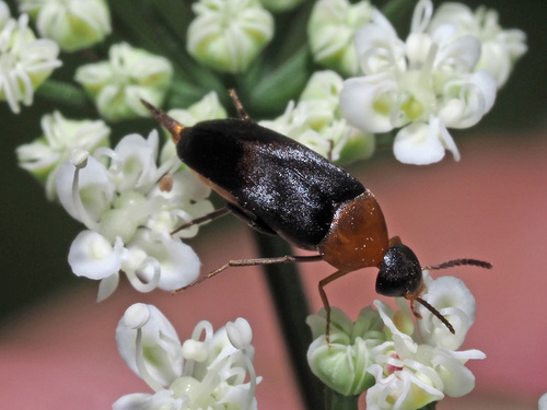 Gelsvapilvis Dygliavabalis nuotrauka