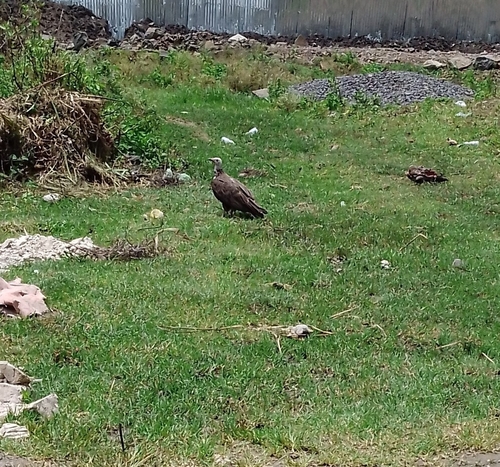 Hooded Vulture