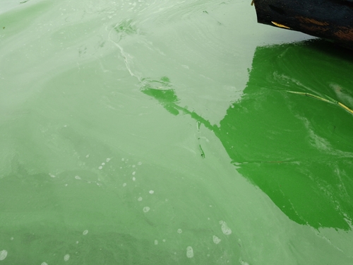 Microcystis aeruginosa