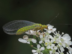 Hypochrysa elegans