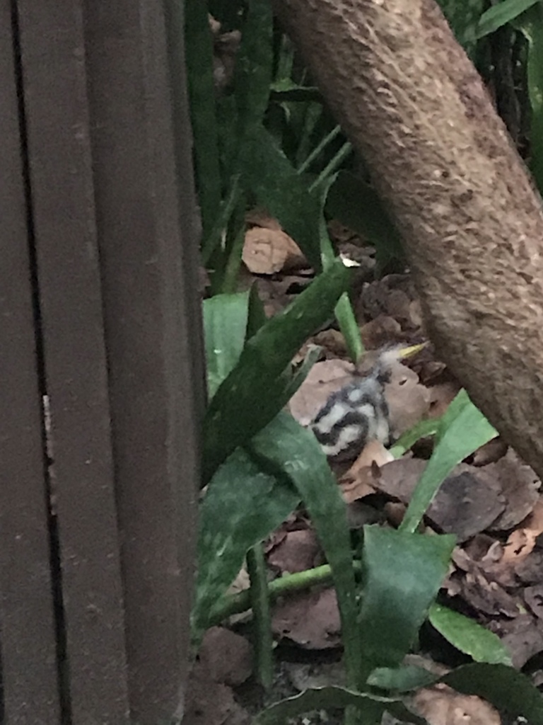 Eastern Spotted Skunk