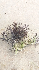 Furcellaria lumbricalis