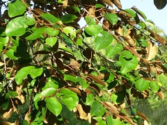 Chrysophyllum mexicanum