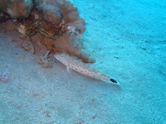 Parapercis hexophtalma