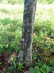 Chrysophyllum mexicanum