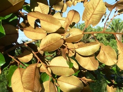 Chrysophyllum mexicanum