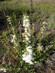 Penstemon deustus